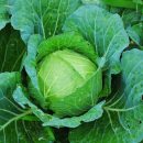 キャベツや大根を使った野菜ジュースをおいしく飲む方法